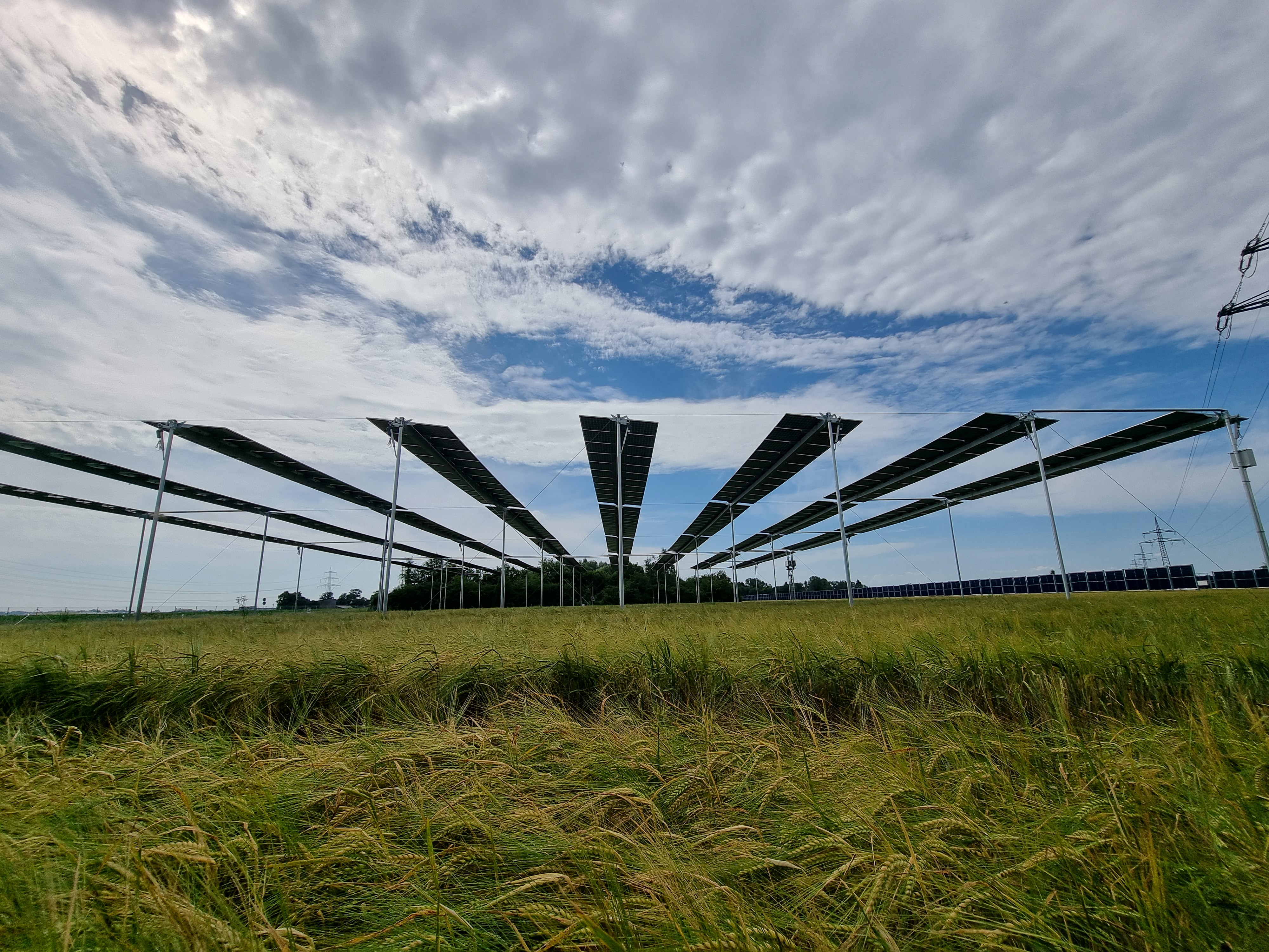 Elevated solar panels over wheat field — agrivoltaics in action